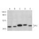 DP-2 Antibody (G-12) - Western Blotting - Image 376630 