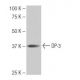 DP-3 Antibody (8G11) - Western Blotting - Image 64917