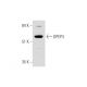 DPEP3 Antibody (F-3) - Western Blotting - Image 345976 