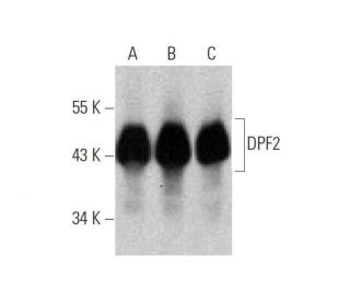 DPF2 Antibody (C-9) - Western Blotting - Image 347895 