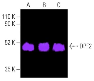 DPF2 Antibody (C-9) - Western Blotting - Image 402295 