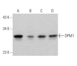 DPM1 Antibody (A-5) - Western Blotting - Image 359934 