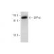 DPP10 Antibody (B-3) - Western Blotting - Image 301349