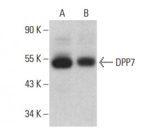 DPP7 Antibody (B-7) - Western Blotting - Image 376441 