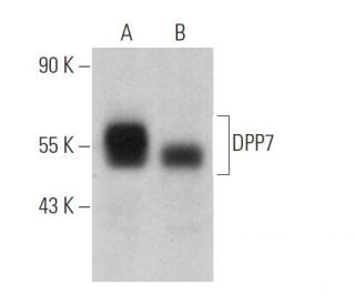 DPP7 Antibody (C-5) - Western Blotting - Image 369388 