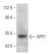 DPP7 Antibody (C-5) - Western Blotting - Image 369381