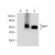DPP7 Antibody (H-8) - Western Blotting - Image 285141