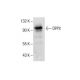 DPPX Antibody (E-5) - Western Blotting - Image 287741 