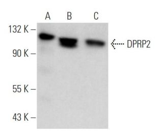 DPRP2 Antibody (F-1) - Western Blotting - Image 370831 