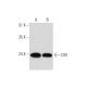 DR1 Antibody (C-8) - Western Blotting - Image 333730 