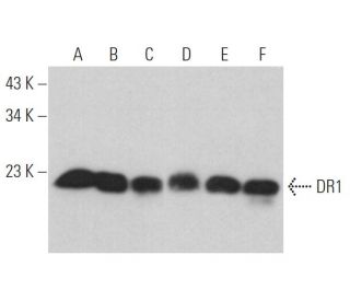DR1 Antibody (C-8) - Western Blotting - Image 373267 