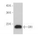 DR1 Antibody (C-8) - Western Blotting - Image 373262