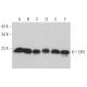 DR1 Antibody (C-8) - Western Blotting - Image 373267 