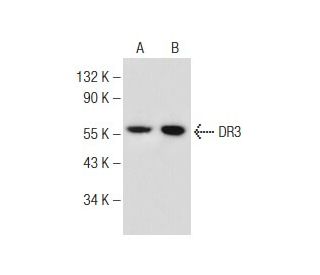 DR3 Antibody (B-8) - Western Blotting - Image 149008 