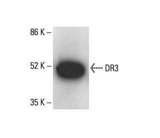 DR3 Antibody (D3 2-1-1) - Western Blotting - Image 411204 