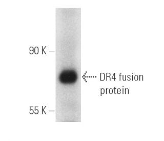 DR4 Antibody (B-9) - Western Blotting - Image 2864 