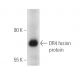 DR4 Antibody (B-9) - Western Blotting - Image 2864 