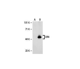 DR4 Antibody (B-9) - Western Blotting - Image 20630