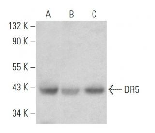 DR5 Antibody (D-6) - Western Blotting - Image 361692The Double Nickase Plasmid features a U6 promoter for sgRNA expression, a 20 nt targeting sequence, and a gRNA scaffold to guide Cas9n. It includes a CBh promoter for Cas9n (D10A) and puromycin resistance, GFP for transfection verification, and nuclear localization signals (NLS). The 2A peptide allows co-expression of Cas9n and Puro from a single promoter, enabling precise genome editing with reduced off-target effects.