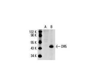 DR5 (B-D37): sc-65314. Western blot analysis of DR5 expression in... 