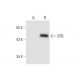 DR5 (D-6): sc-166624. Western blot analysis of DR5 expression in... 