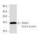 DRAK1 Antibody (3064C6a) - Western Blotting - Image 16883 