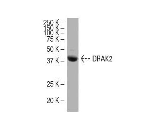 DRAK2 Antibody (4Y-5) - Western Blotting - Image 33744 