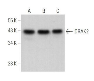 DRAK2 Antibody (C-2) - Western Blotting - Image 364669 