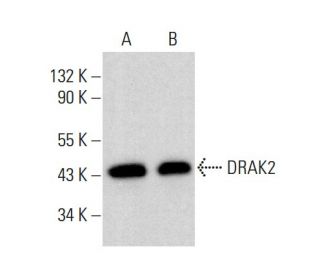 DRAK2 Antibody (C-2) - Western Blotting - Image 383270