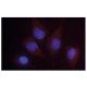 DRAM Antibody (M3-P4B4) - Immunofluorescence - Image 47827
