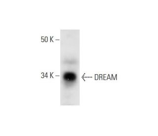 DREAM Antibody (A-9) - Western Blotting - Image 295844Each CRISPR/Cas9 Knockout (KO) Plasmid product consists of a pool of 3 plasmids designed to ensure identification and cleavage of a specific gene for maximum knockout efficiency. Each plasmid encodes a unique 20 nt sequence derived from the GeCKO (v2) library. 