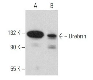 Drebrin Antibody (B-6) - Western Blotting - Image 356862 