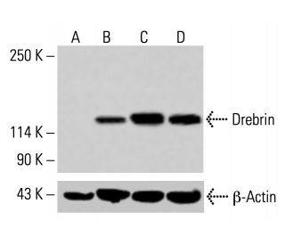 Drebrin Antibody (B-6) - Western Blotting - Image 415202