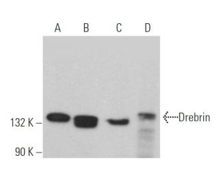 Drebrin Antibody (C-8) - Western Blotting - Image 363899 