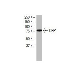 DRP1 Antibody (6Z-82) - Western Blotting - Image 34629 