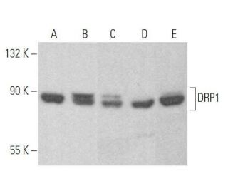 DRP1 Antibody (C-5) - Western Blotting - Image 353277 