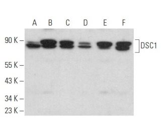 DSC1 Antibody (A-4) - Western Blotting - Image 357756 