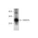 DSCD75 Antibody (A-8) - Western Blotting - Image 301417 