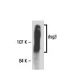 dsg3 Antibody (3G133) - Western Blotting - Image 18107 