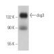 dsg3 Antibody (3G133) - Western Blotting - Image 367089