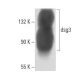 dsg3 Antibody (5H10) - Western Blotting - Image 16161