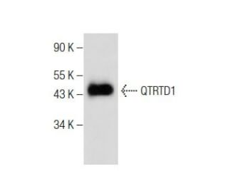 QTRTD1 Antibody (B-11) - Western Blotting - Image 284451 