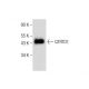 QTRTD1 Antibody (B-11) - Western Blotting - Image 284451 