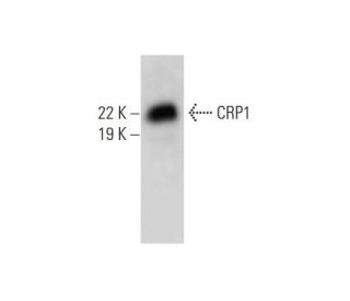 CRP1 Antibody (F-12) - Western Blotting - Image 294419 