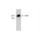 CRP1 Antibody (F-12) - Western Blotting - Image 294419 