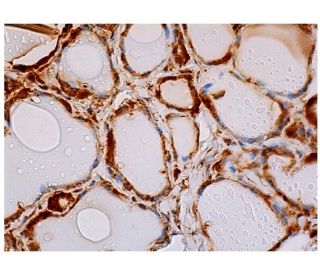 DUS1L Antibody (H-12) - Immunohistochemistry - Image 343940 