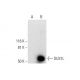 DUS1L Antibody (H-12) - Western Blotting - Image 296920