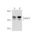 DUSP12 Antibody (H-11) - Western Blotting - Image 289879 