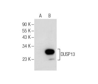 DUSP13 Antibody (C-4) - Western Blotting - Image 155538