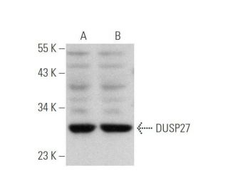 DUSP27 Antibody (F-12) - Western Blotting - Image 349056